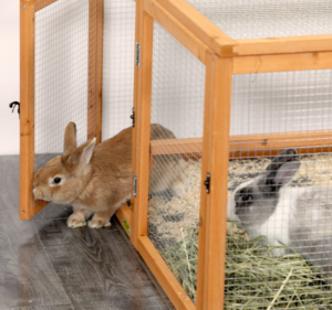 Rabbits are in the rabbit hutch.